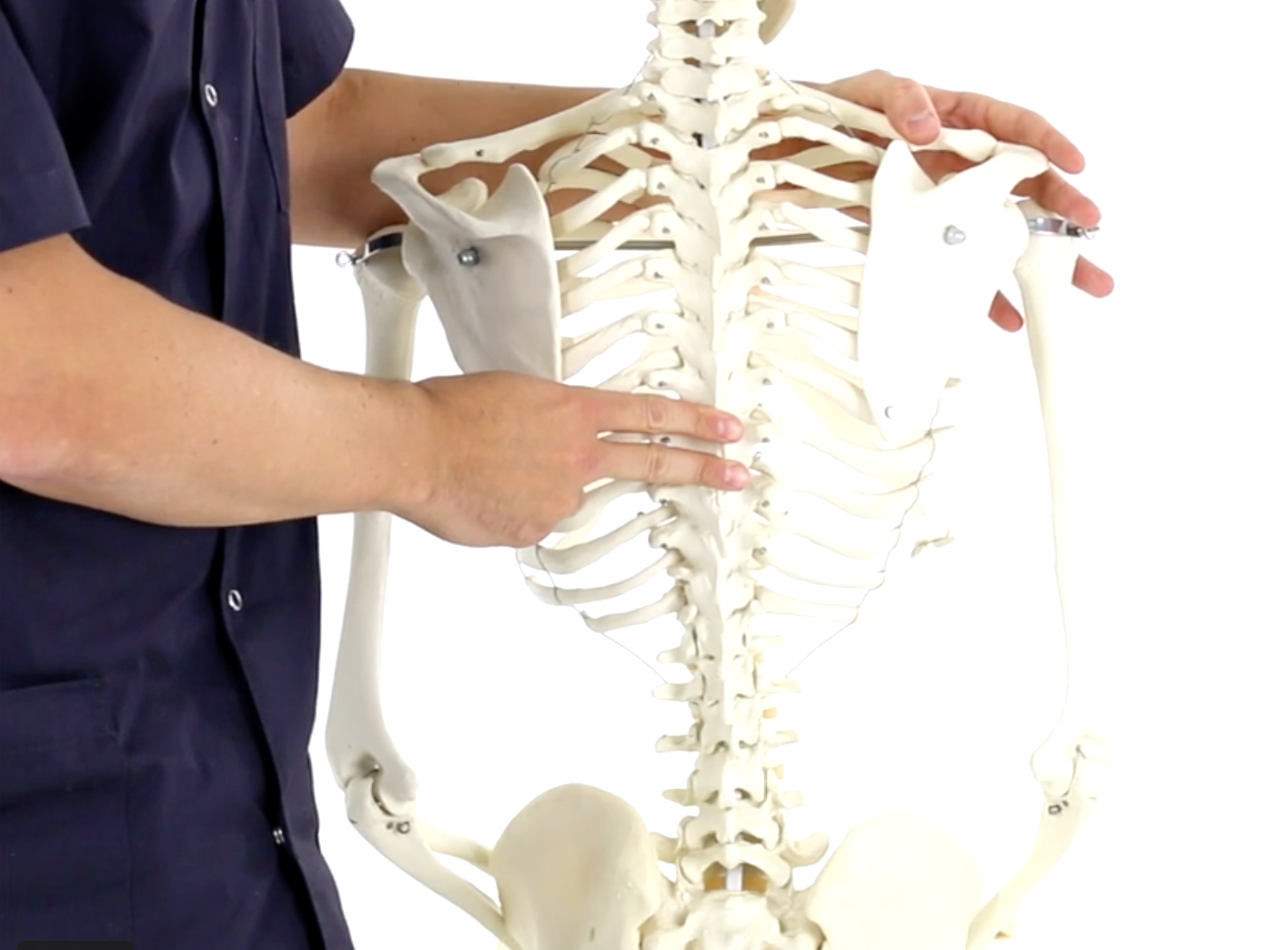 Antoine Chollet présentant l’anatomie du dos sur un modèle anatomique