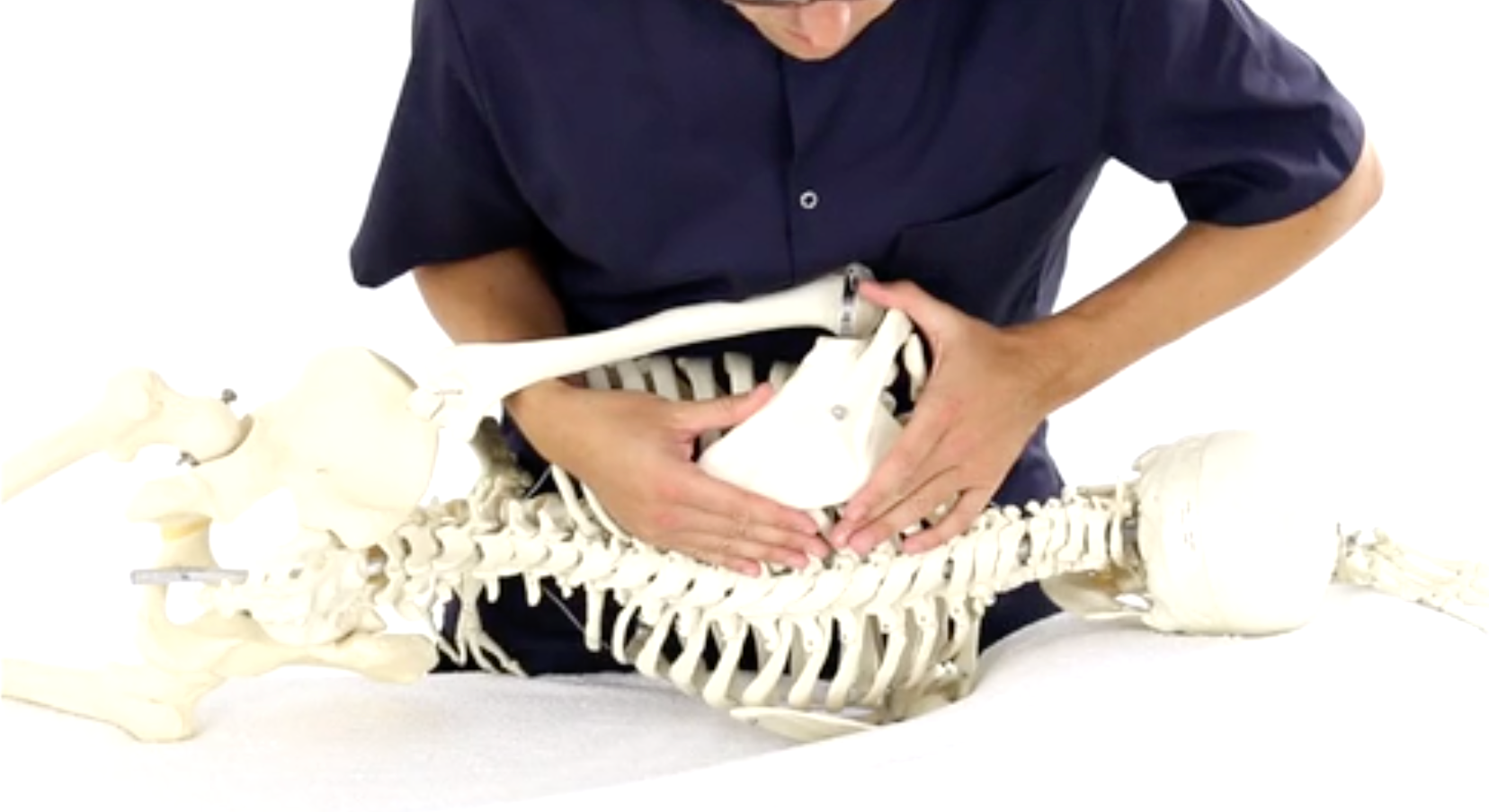 Démonstration sur un modèle anatomique du thorax